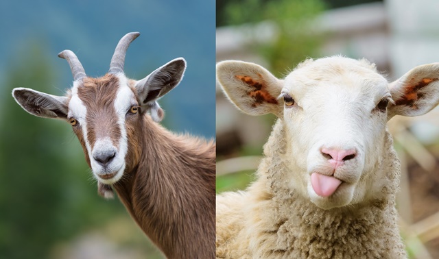 מימין: כבשה, משמאל: עז