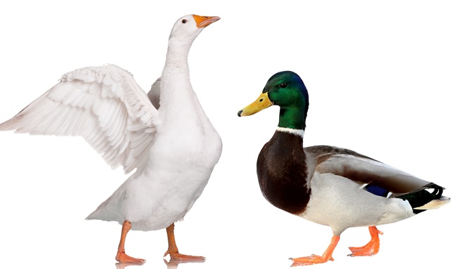 מימין: ברווז, משמאל: אווז