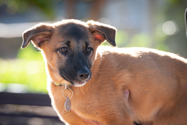 באנו לעזרת חבר: בראד ובטי מחכים לכם אגודת צער בעלי חיים בישראל