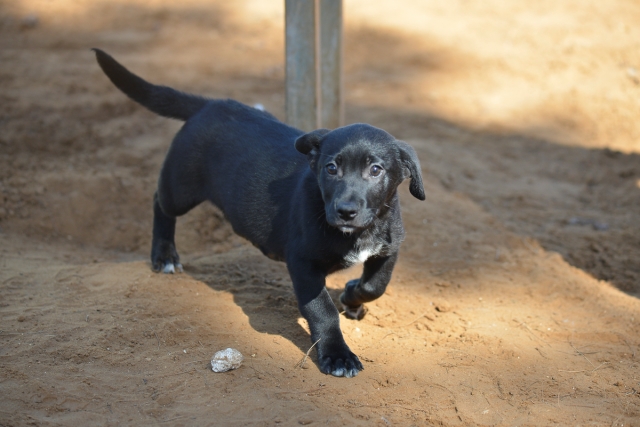 באנו לעזרת חבר: בראוניס וארצ'י מחכים לכם אגודת צער בעלי חיים בישראל