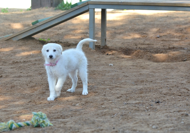 באנו לעזרת חבר: ביבי וסברינה מחכים לכם אגודת צער בעלי חיים בישראל