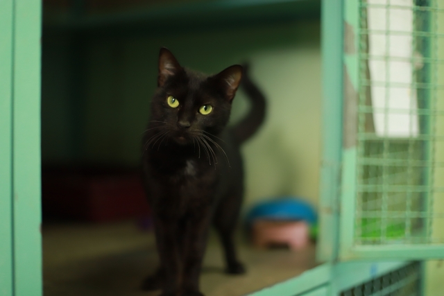 באנו לעזרת חבר: סימבה וסקאי מחכים לכם אגודת צער בעלי חיים בישראל