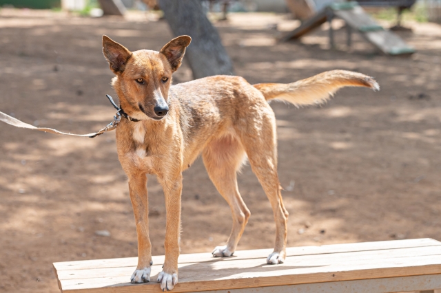 באנו לעזרת חבר: פלוטו וקירה מחכים לכם אגודת צער בעלי חיים בישראל