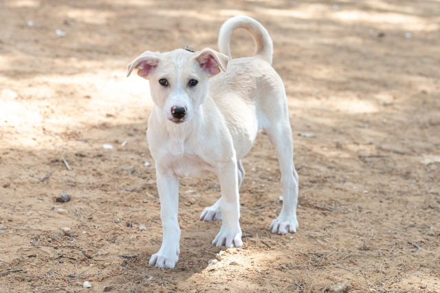 באנו לעזרת חבר: ארתור ופאפי מחכים לכם מחכים לכם אגודת צער בעלי חיים בישראל