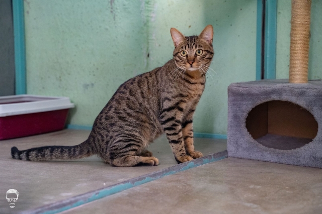 באנו לעזרת חבר: בל וסימבה מחכים לכם אגודת צער בעלי חיים בישראל